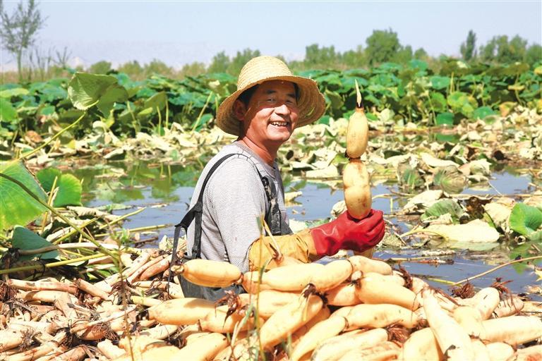 村民在采摘莲藕 （青城莲藕种植基地供图）