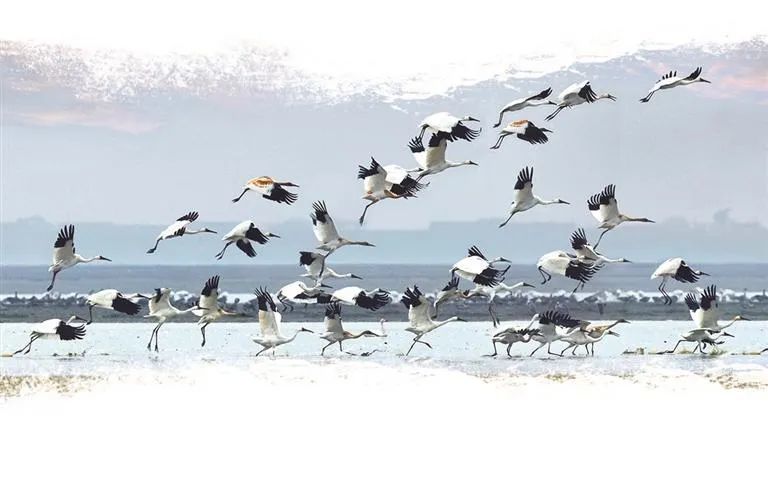 成群结队的候鸟展翅高飞