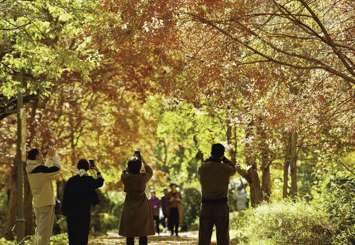 游人们纷纷拿出手机，拍摄这美丽的秋景。