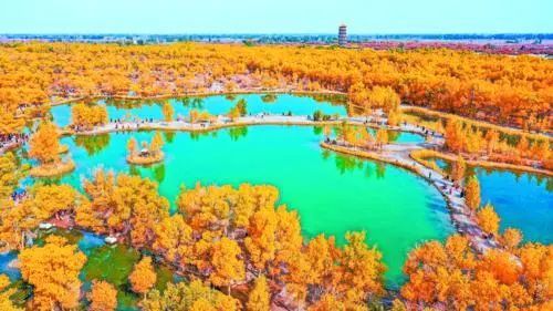 金塔沙漠胡杨林景区　田蹊