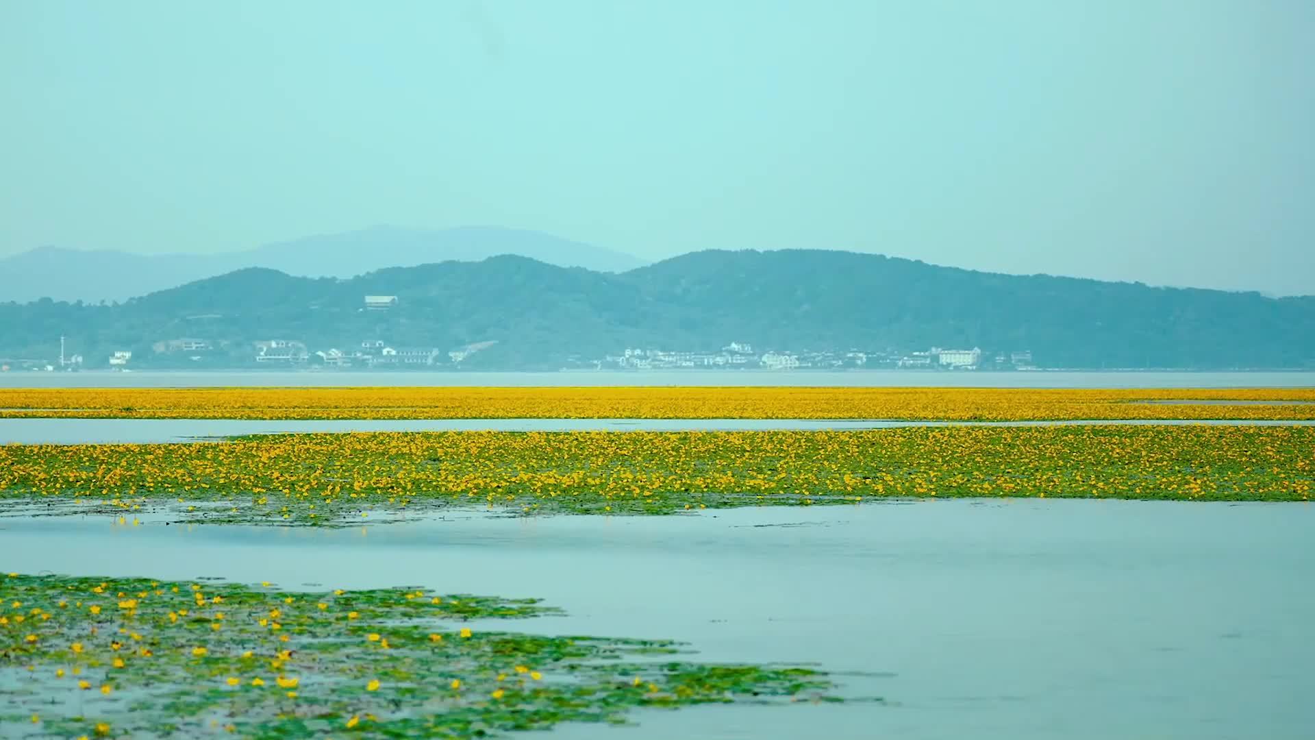 江苏苏州：太湖荇菜盛开东山