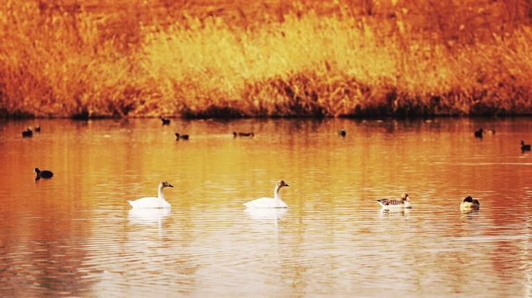 秦王川国家湿地公园迎来最美秋景