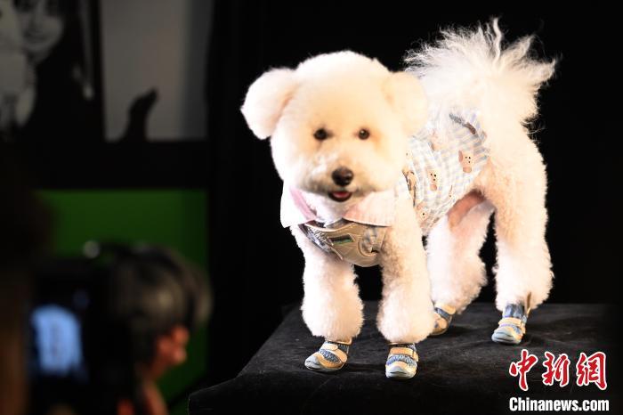 10月20日，摄影师为随主人参加展览会的宠物拍摄肖像照。中新社记者　九美旦增　摄