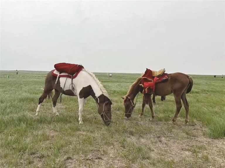 观候鸟、跨草原，感受大美鄱阳湖的奇特魅力