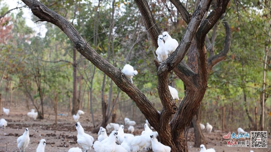 泰和乌鸡身披洁白丝绒、头戴紫红凤冠，颜值很高。（资料图）