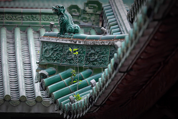 藏在寺庙里的“留洋画”——广州海幢寺寻宝记