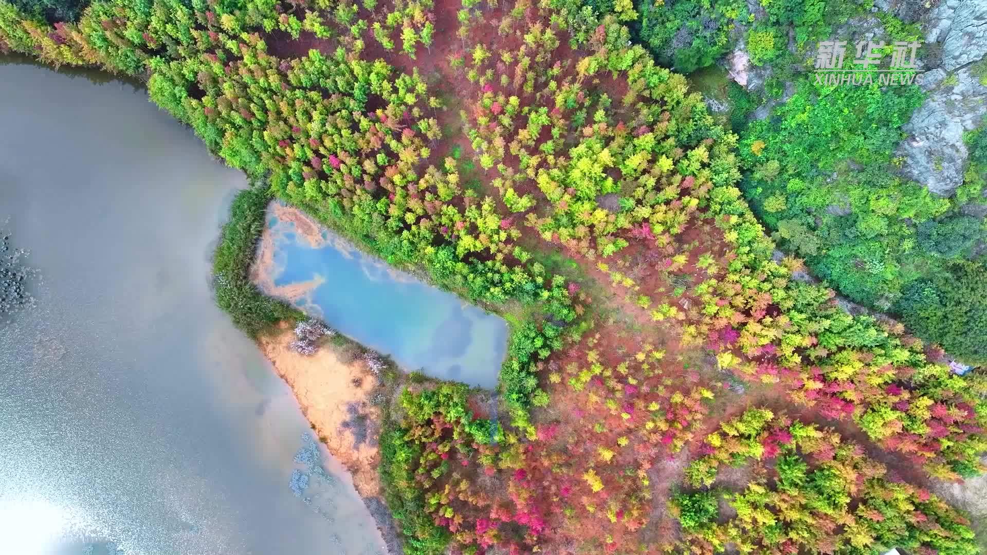 云南丘北：枫林尽染映山水