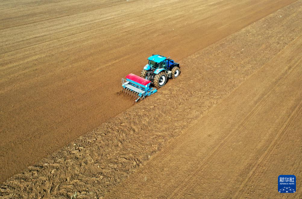 10月21日，在河北省邢台市南和区阎里乡阎里村，农民驾驶农机播种小麦（无人机照片）。