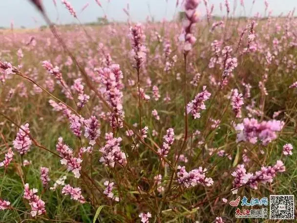 鄱阳湖畔蓼子花海即将上线！预计11月上旬如烟花般绚烂绽放
