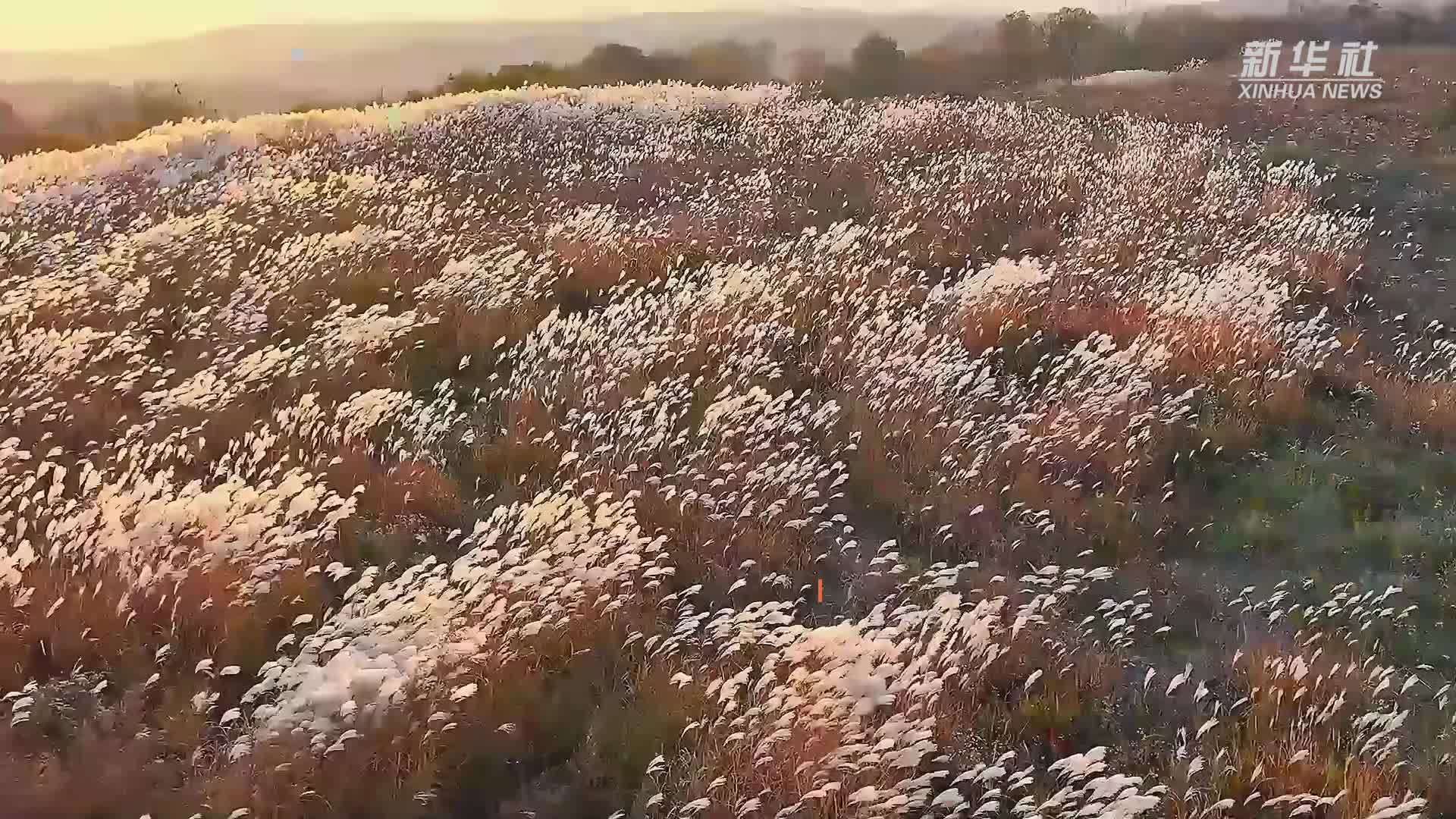 陕西黄龙：秋入芦苇荡　诗意漫天涯