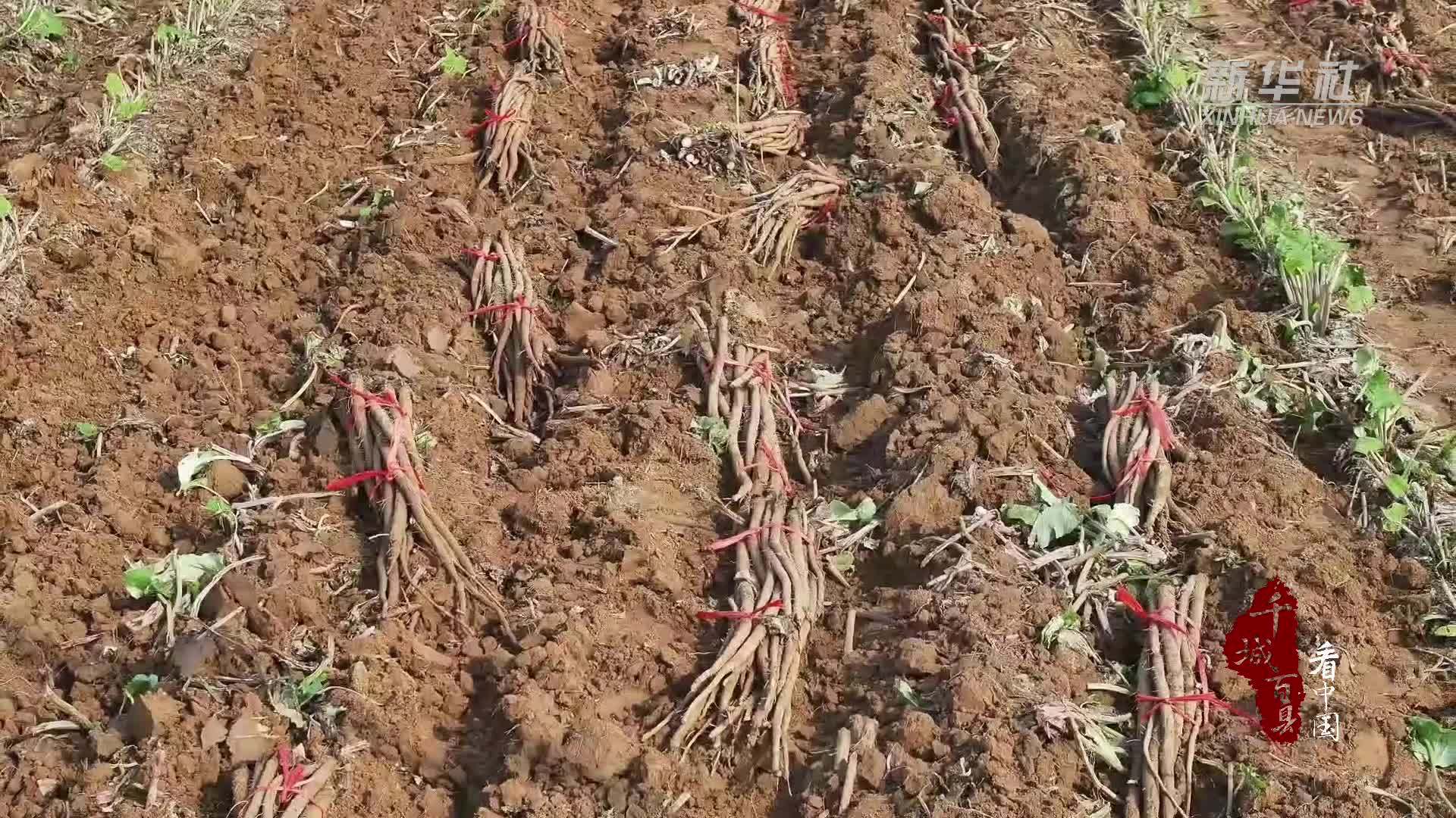 千城百县看中国｜河北故城：牛蒡喜丰收