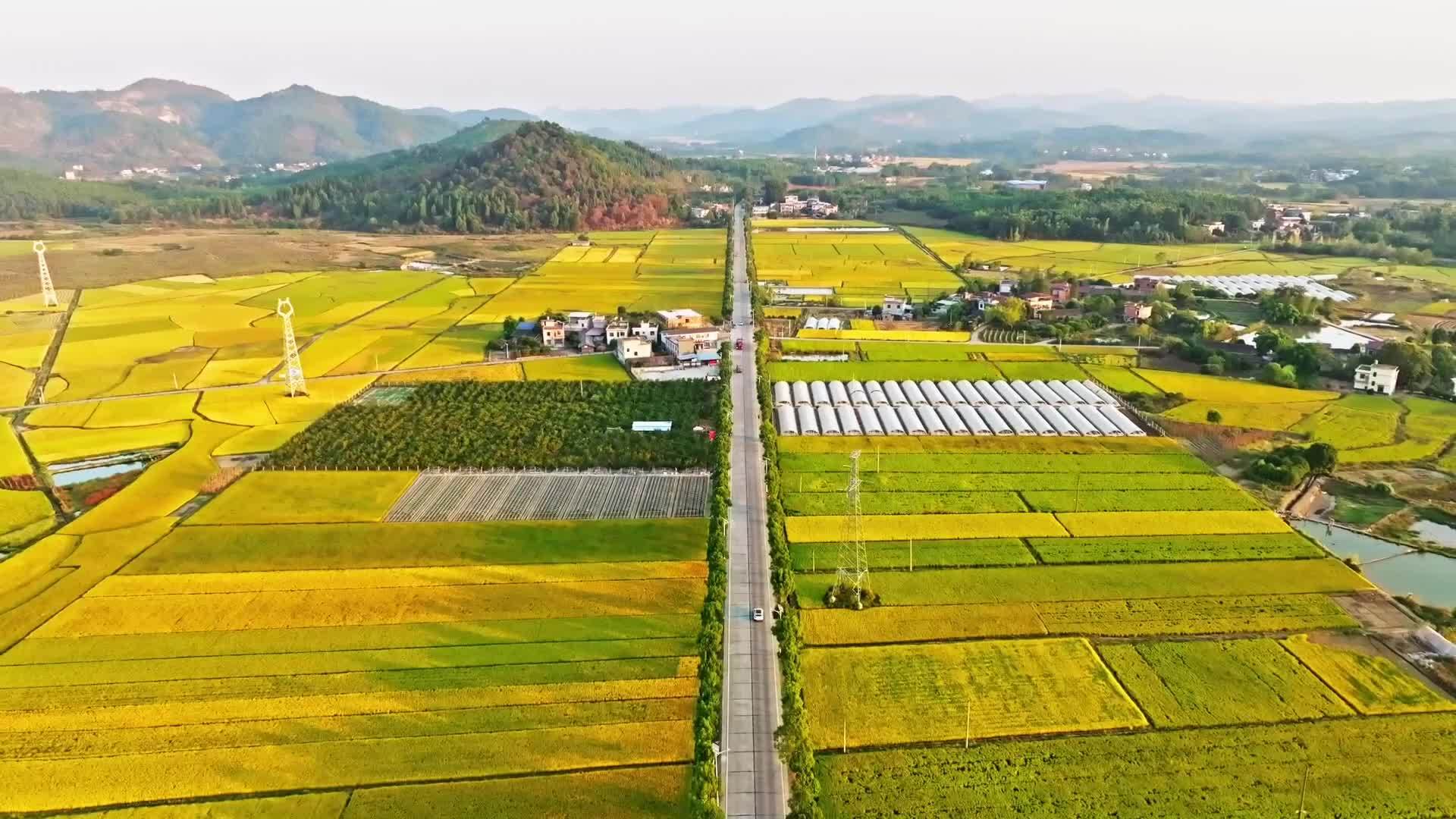 千城百县看中国｜湖南东安：金风拂稻浪 丰收景如画