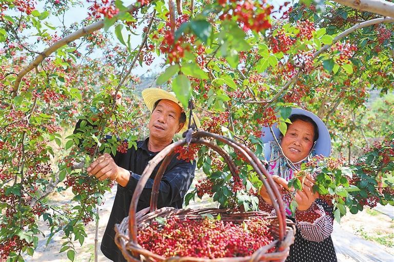 积石山县32万亩的花椒喜获丰收　新甘肃·甘肃日报记者　田蹊