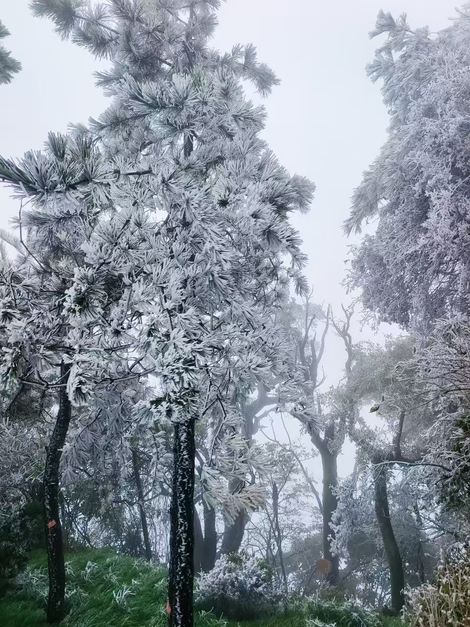 宛若仙境！武当山金顶现雾凇奇观