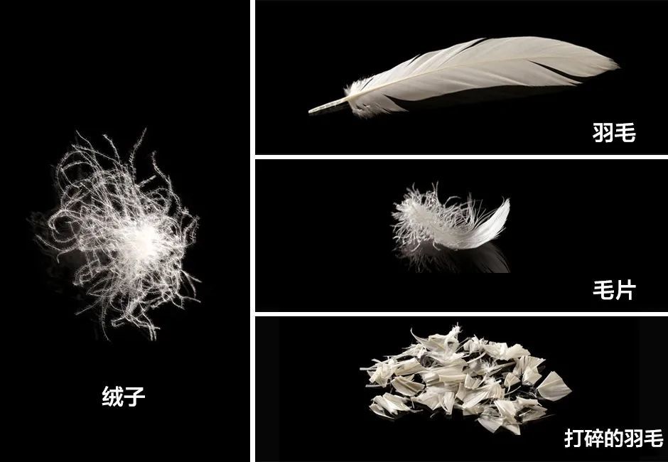 一条裤子过冬?浪莎90白鸭羽绒裤,防风抗寒,保暖又有型!__凤凰网