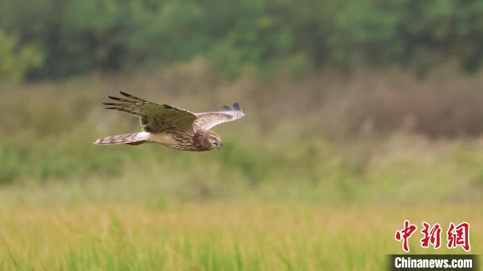 鹊鹞。广东省林业局 供图