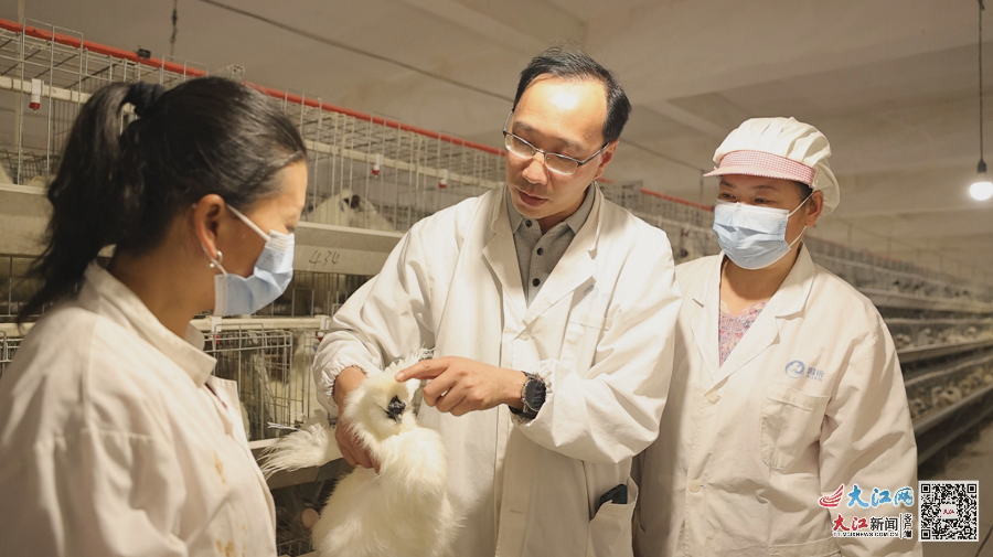 泰和傲昕乌鸡发展有限公司技术员正在讲解乌鸡养殖过程中需注意事项(资料图)