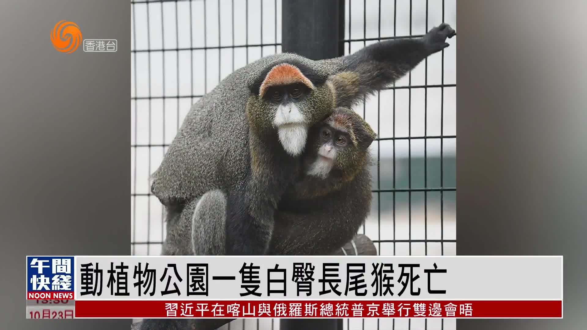 粤语报道｜香港动植物公园一只白臀长尾猴死亡 两周内累计有12只猴子死亡