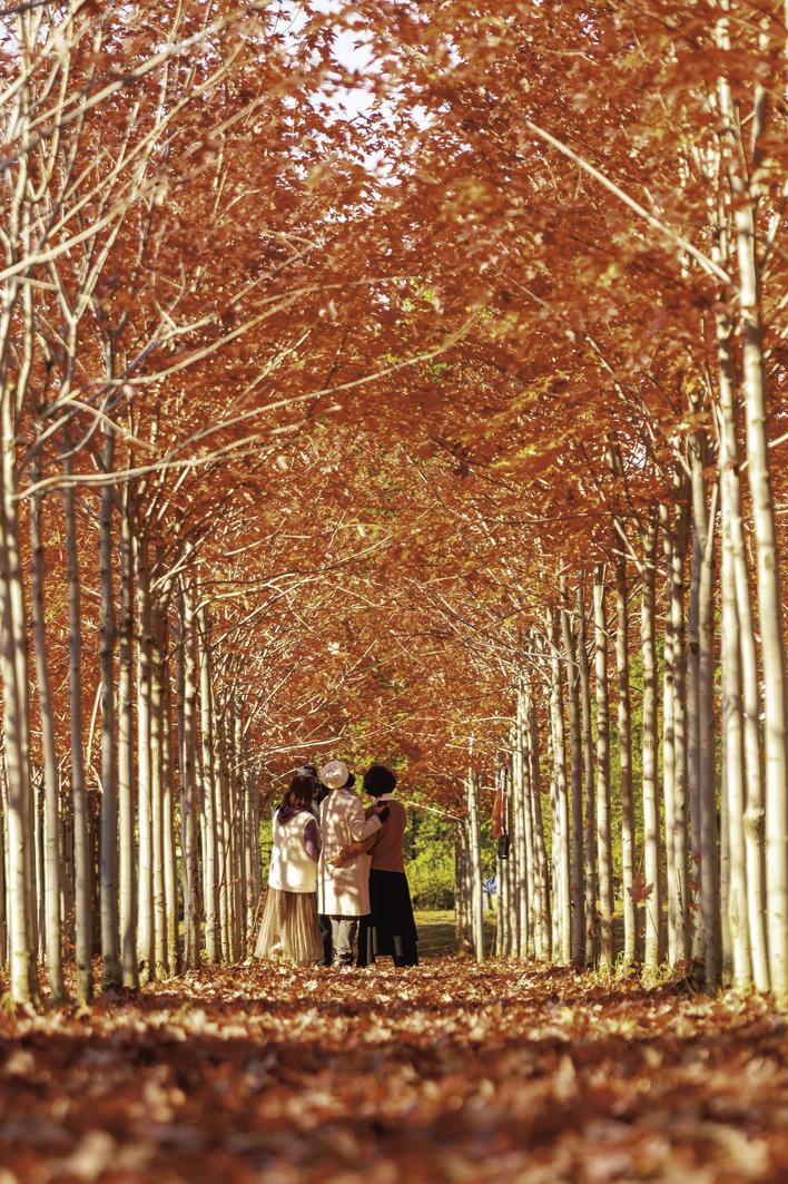 秋风让树叶铺满道路，在阳光下红得似火。