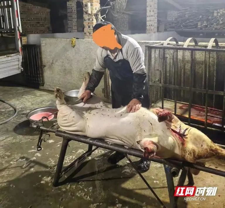 警方当场抓获正在进行宰杀生猪的邹某春。