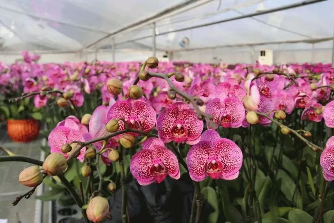 图为:平胜社区培育的蝴蝶兰。