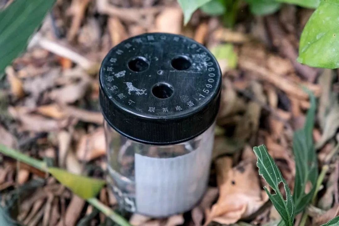 他众目睽睽之下放飞了30万只蚊子