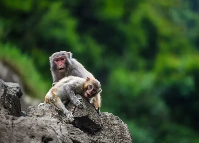 喜迎旅发会︱“福福”、“蓉蓉”喊你走进永顺，“湘”见芙蓉镇！