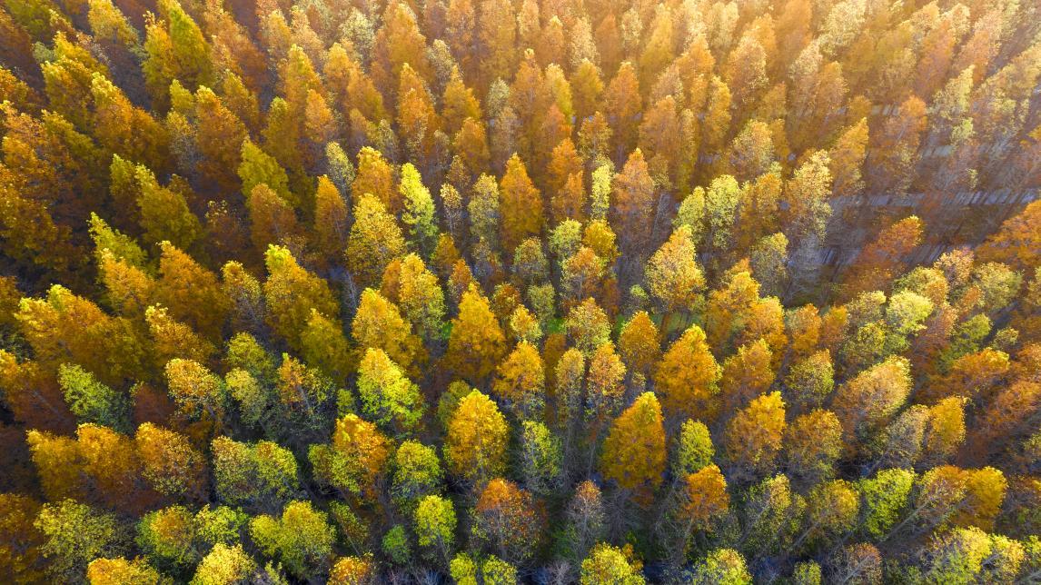 10月23日，日照海滨国家森林公园，深秋的阳光洒在树梢上，金黄的树叶熠熠生辉。单英 摄