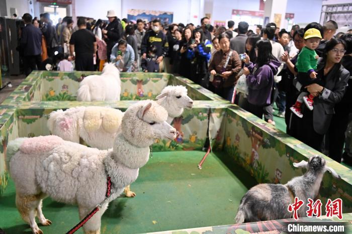 10月20日，展出的宠物们吸引参观者。中新社记者　九美旦增　摄