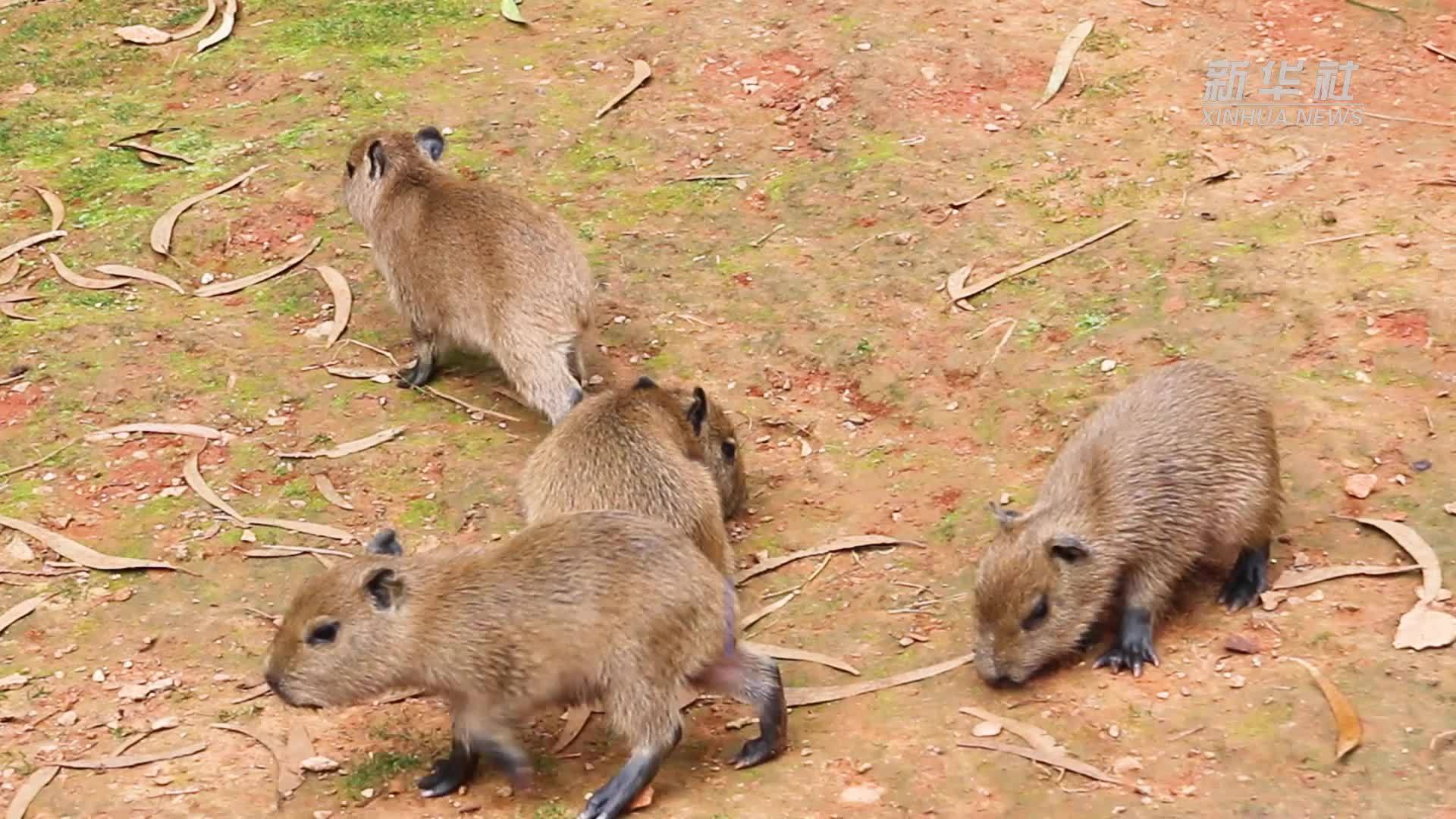 云南野生动物园水豚诞下“五胞胎”