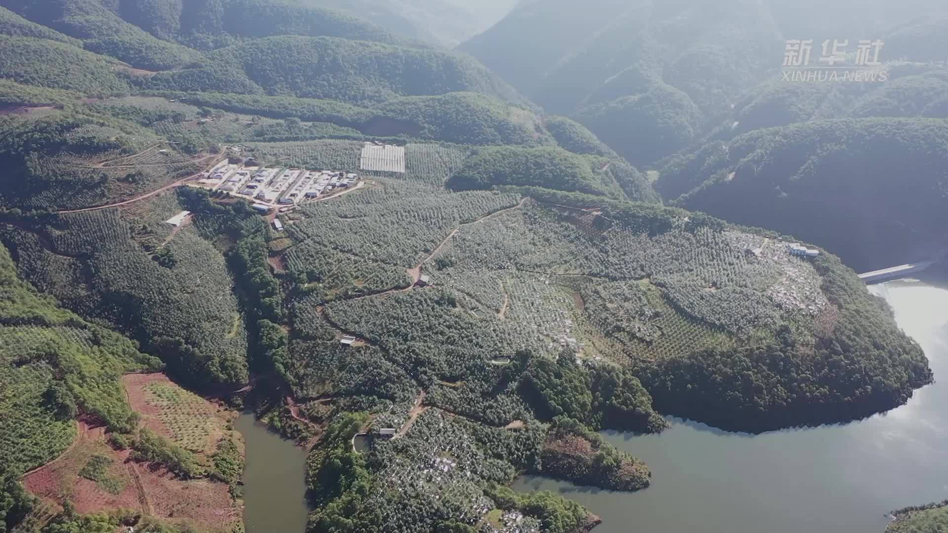 云南宾川：金秋时节苹果飘香