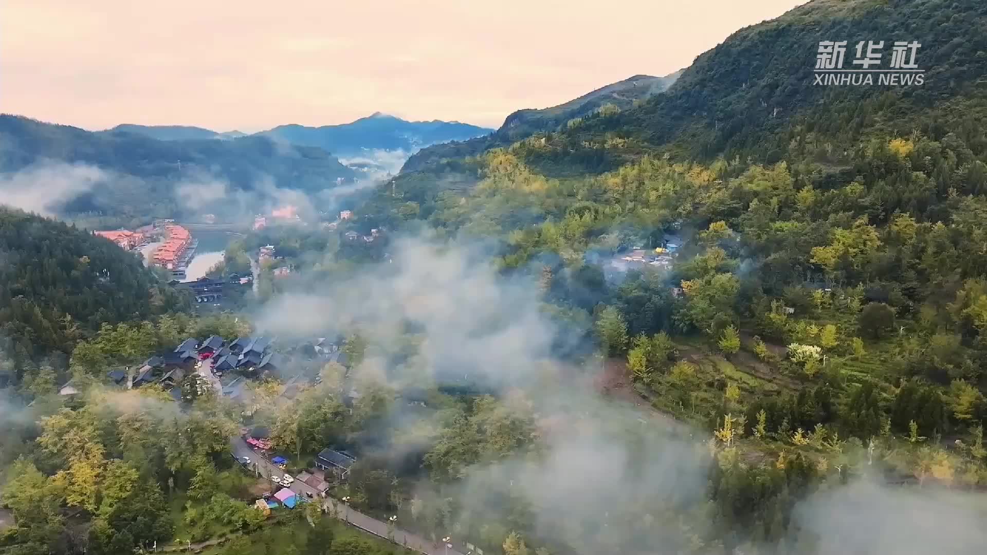 “古银杏之乡”将迎来最佳观赏期