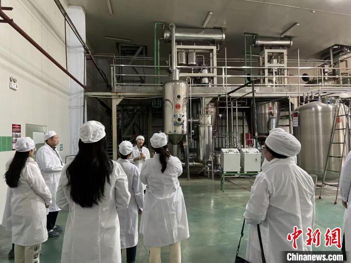 海外华文媒体一行在珲春深入了解人参制品生产过程。　李钊 摄