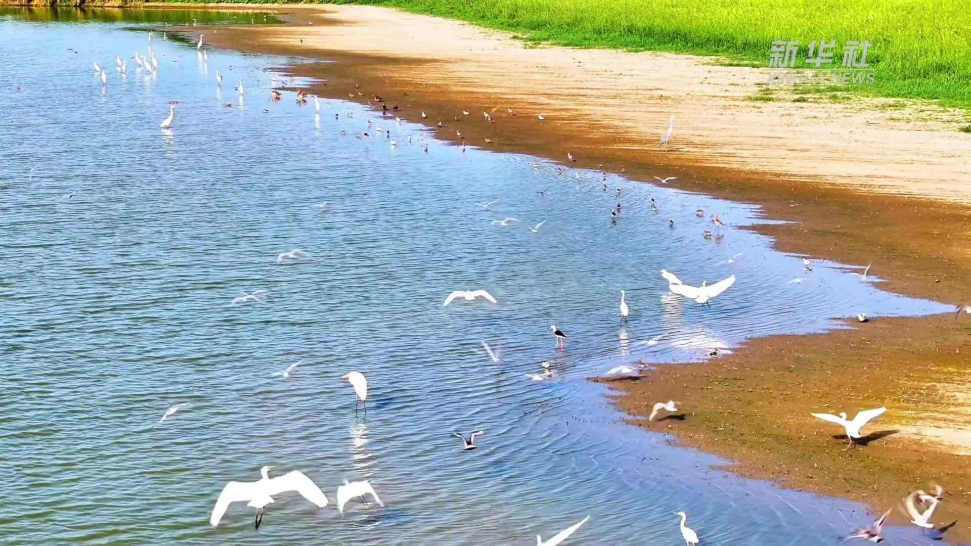 魅力山乡｜安徽颍上：生态湿地水鸟翔集