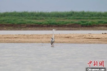 近4万羽!江西鄱阳湖南矶湿地越冬水鸟数量增加凤凰网江西_凤凰网