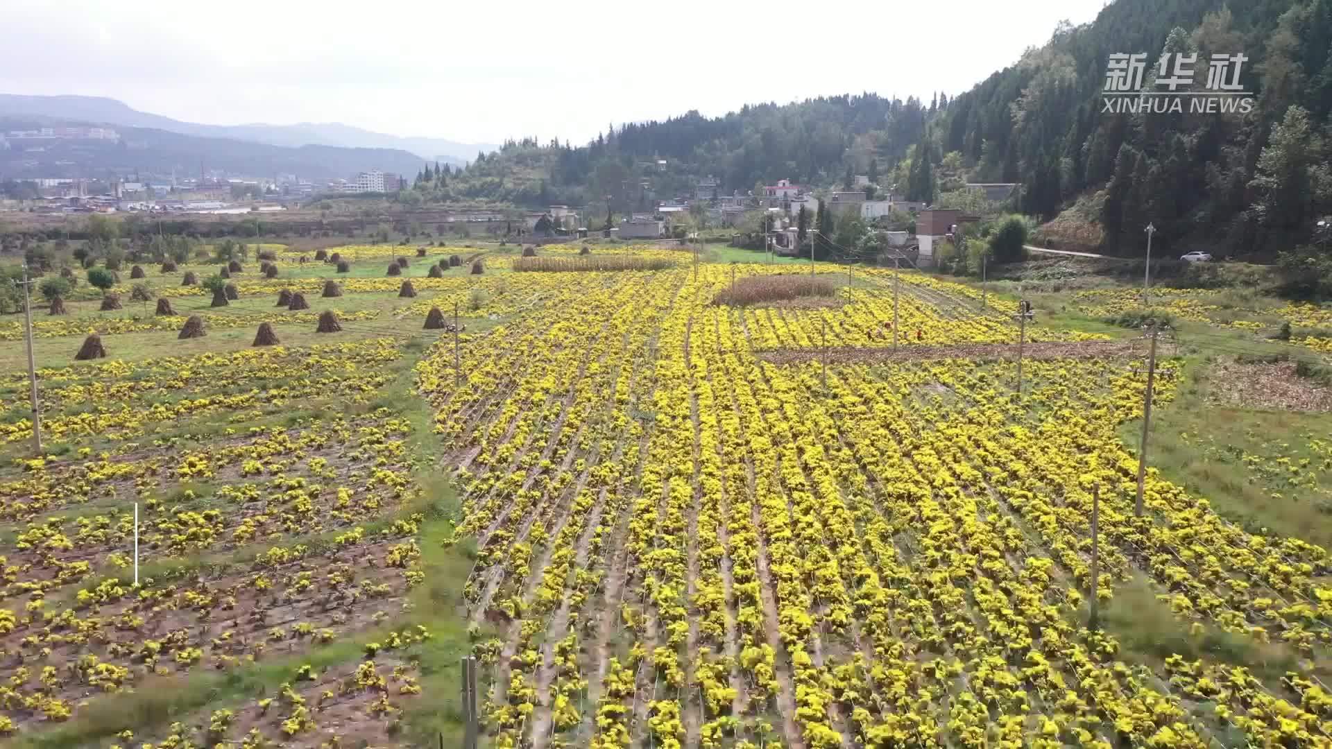 贵州钟山：采菊东篱下