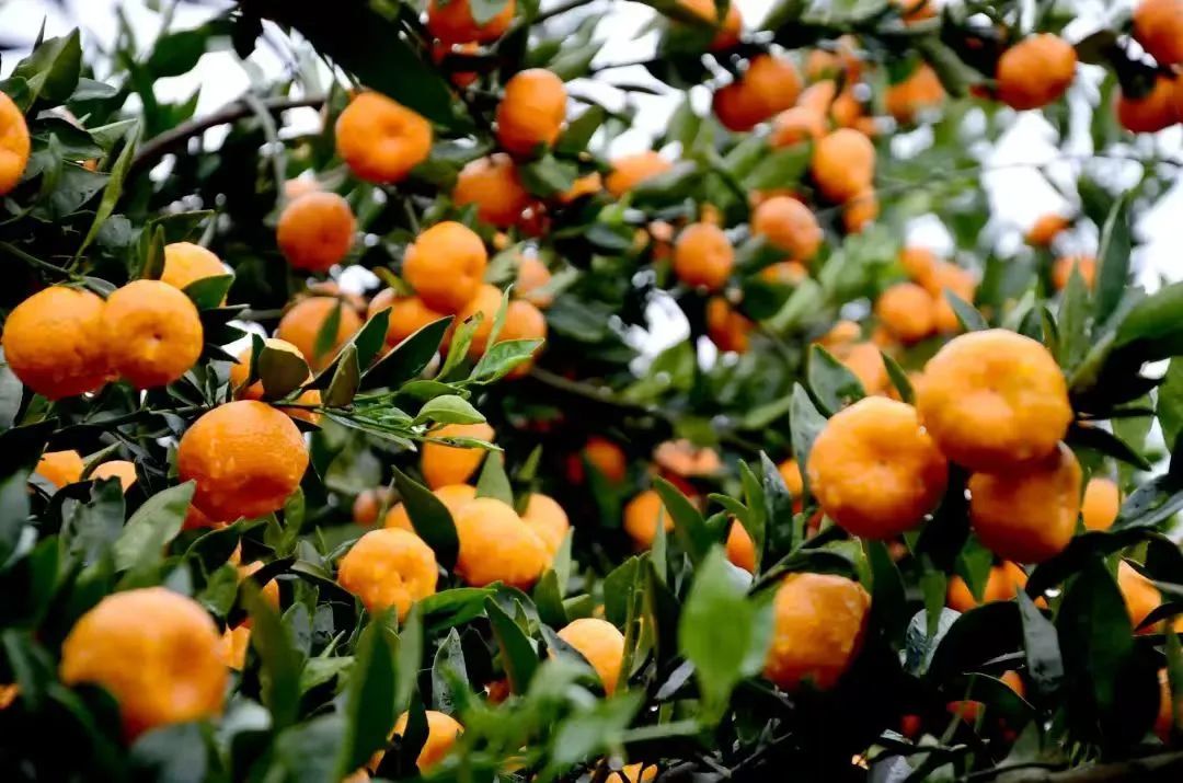△新余蜜桔（马洪办供图）