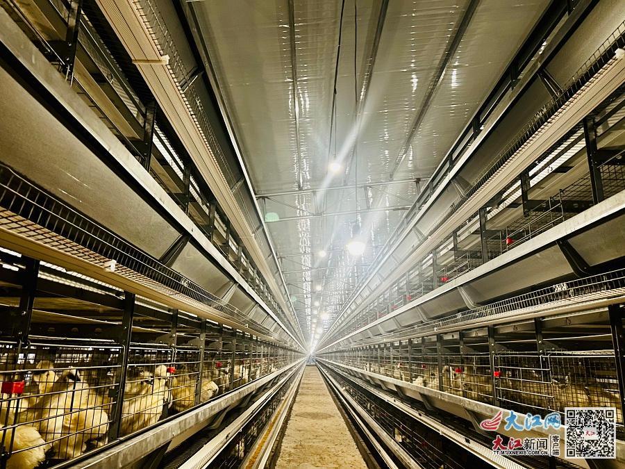 井泰蓝农业专业合作社今年新建的乌鸡养殖基地(朱正 摄)