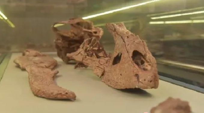 中华虔州龙的化石。