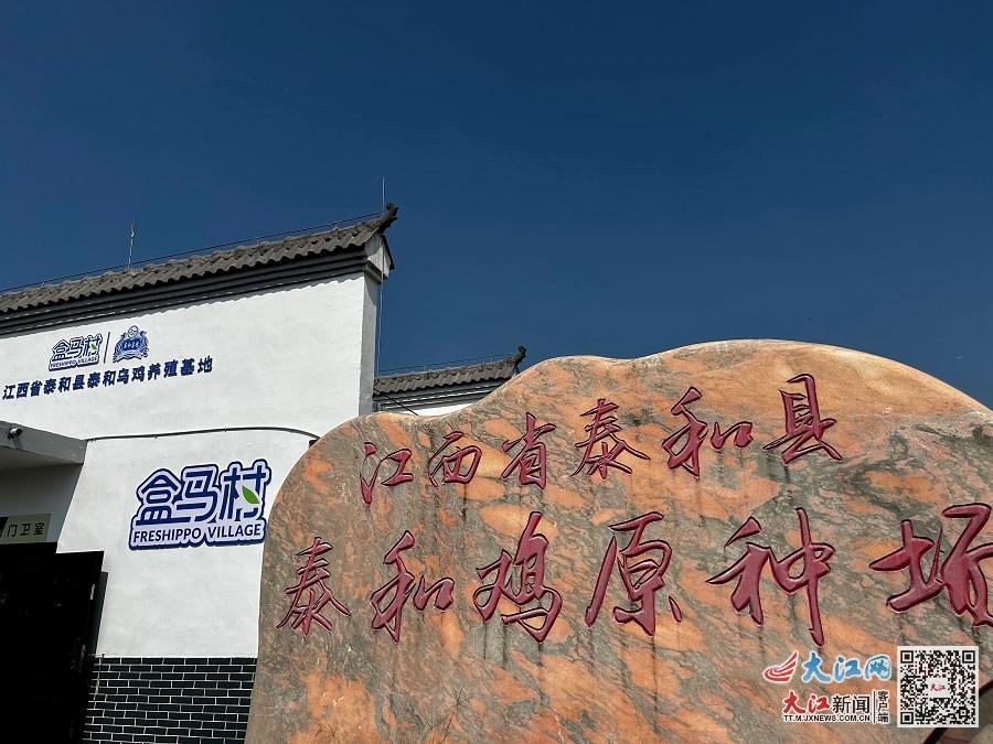 江西省泰和县泰和鸡原种场(朱正 摄)