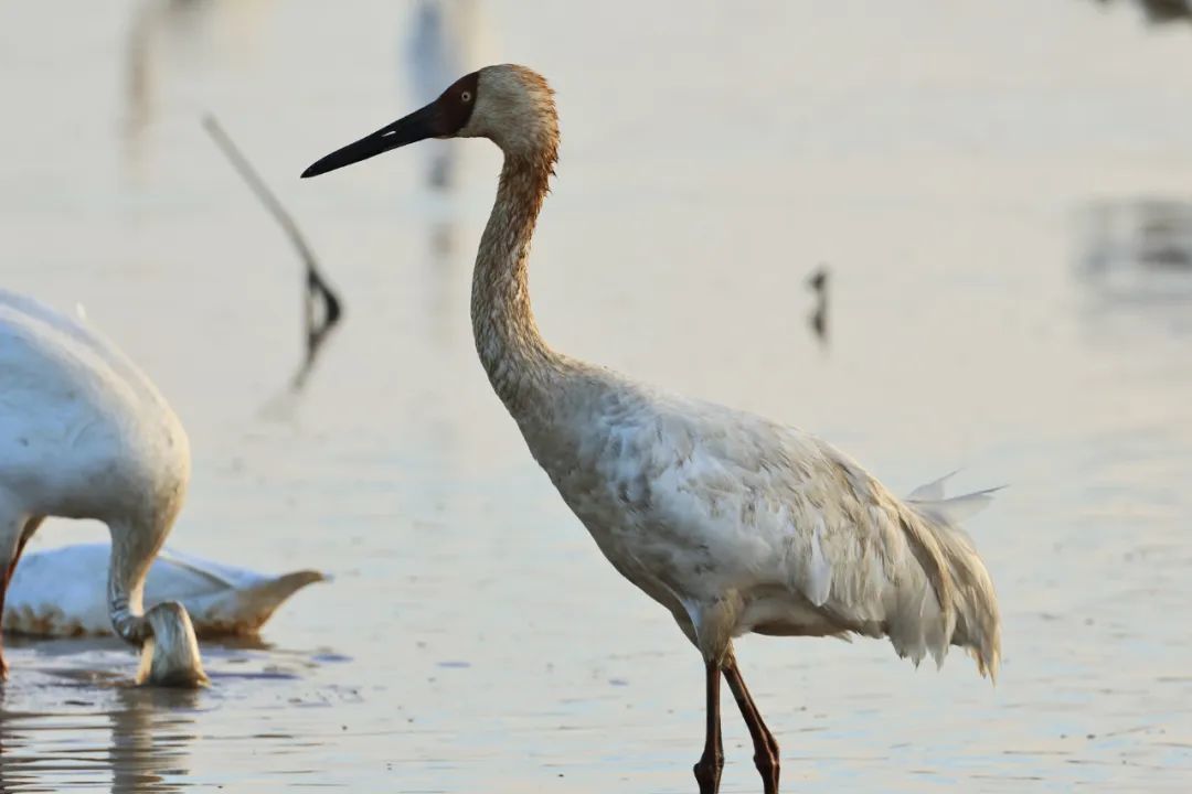 “省鸟”白鹤回家了!鄱阳湖南矶湿地保护区监测到4只白鹤