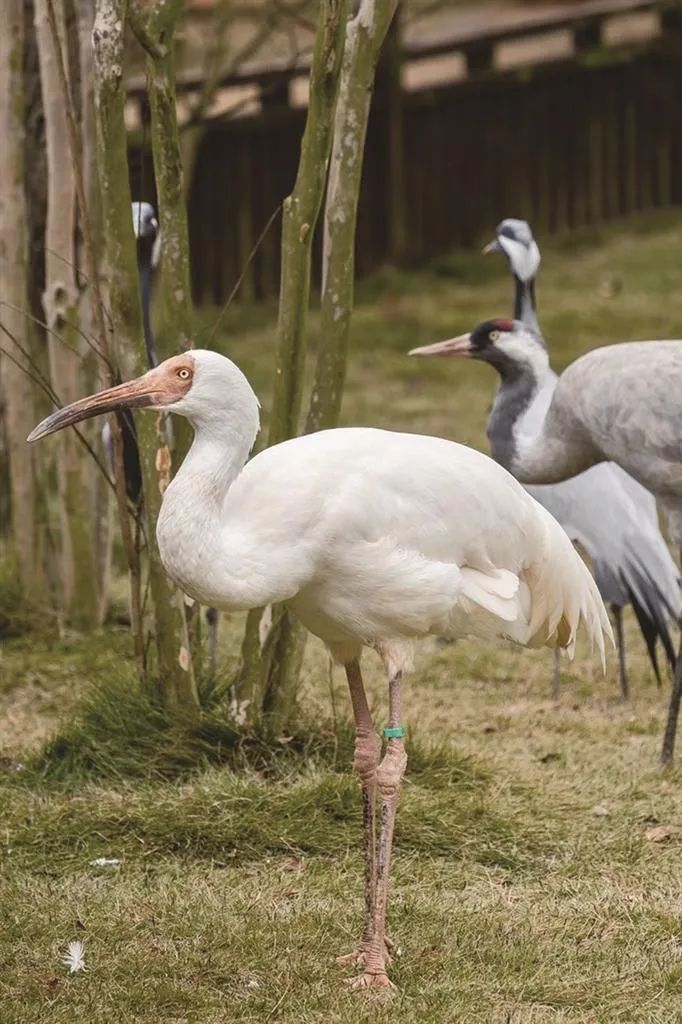 观候鸟、跨草原，感受大美鄱阳湖的奇特魅力