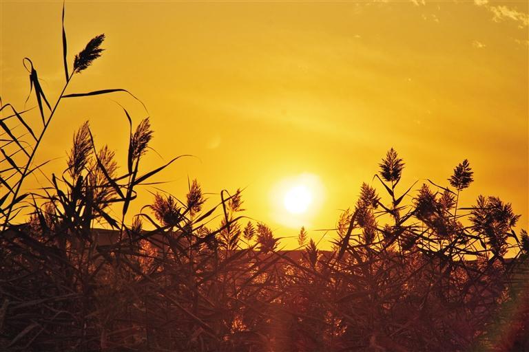 夕阳西下的湿地公园