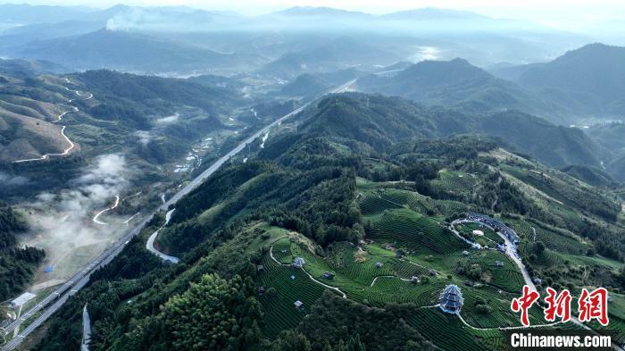 广西三江：云蒸霞蔚茶园美