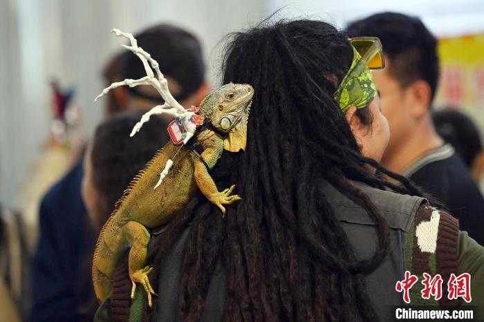 10月20日，一只宠物蜥蜴随主人参加展览会。中新社记者　九美旦增　摄