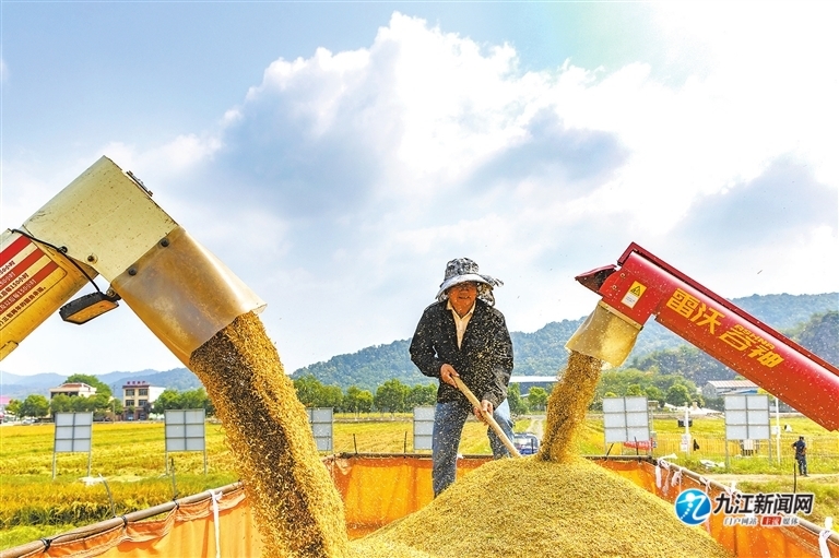 近日，在瑞昌市桂林街道石山村的水稻种植基地，收割机来回穿梭，忙着收割中稻。（张玉周 九江日报全媒记者 杨罗军 摄）