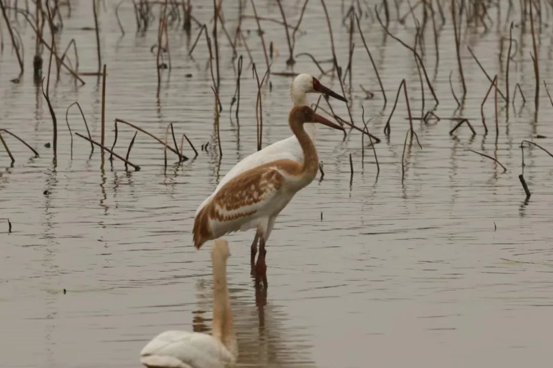“省鸟”白鹤回家了!鄱阳湖南矶湿地保护区监测到4只白鹤