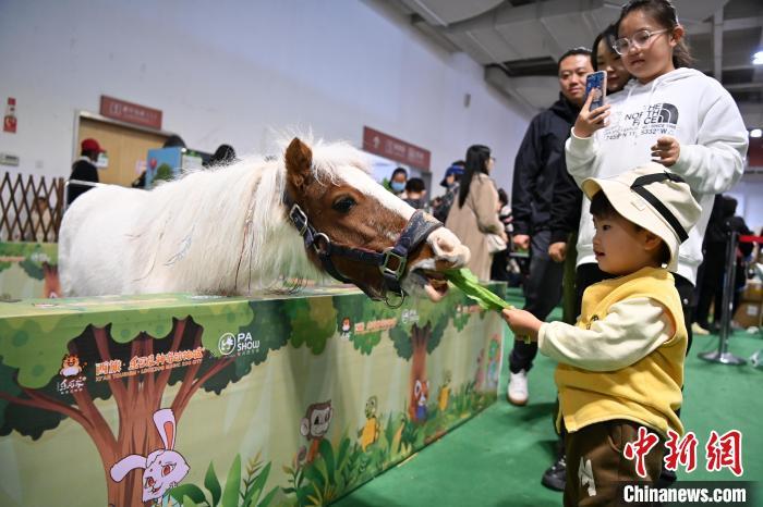 10月20日，小朋友与一匹小马互动。中新社记者　九美旦增　摄
