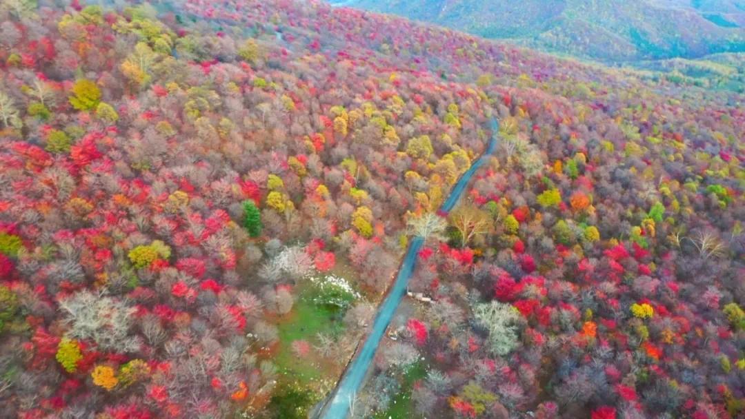 通化:秋日里邂逅“醉”美“枫”景_凤凰网
