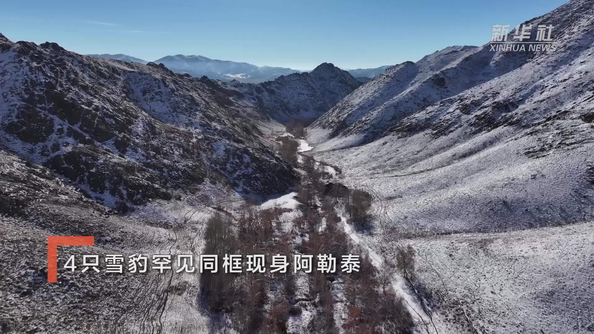 4只雪豹罕见同框现身阿勒泰